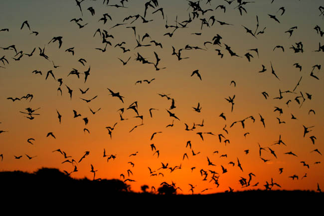 Bats-in-sunset-2