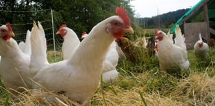Free_range_chicken_flock