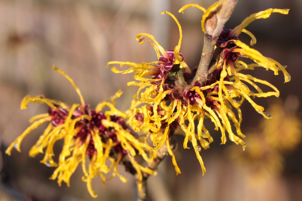 Witch_Hazel_In_Flower_In_Garden_3._Hampshire_UK