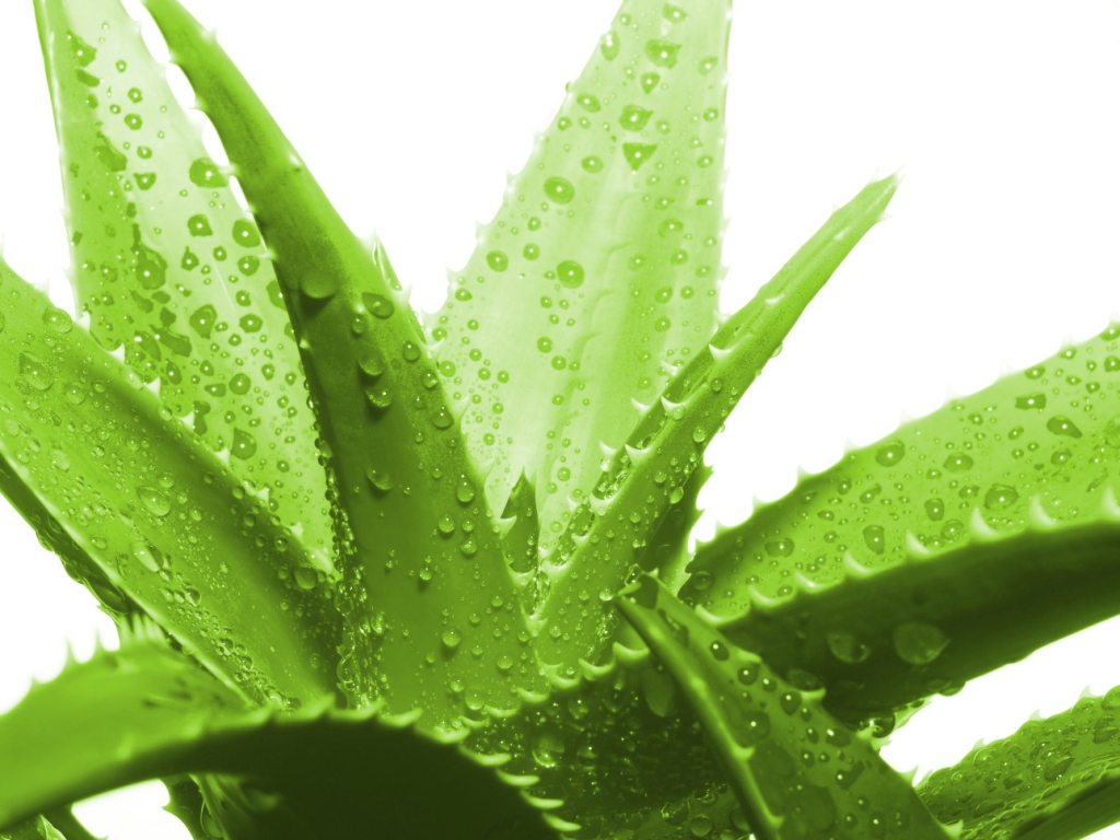 aloe-vera-1