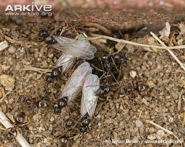 Winged-small-black-ants-leaving-nest