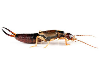 earwig2