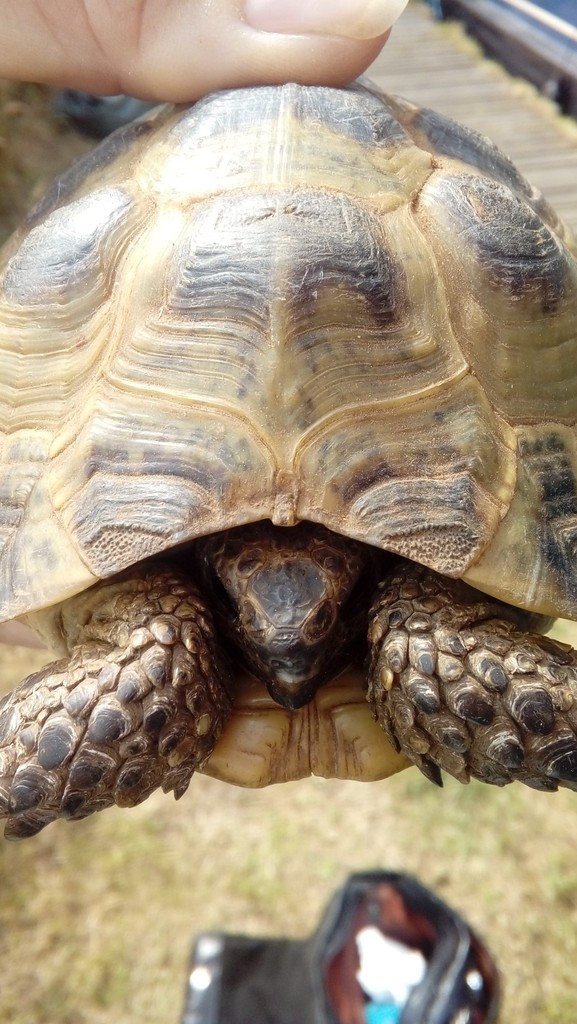 tortoise2_zpsoxkmqomv