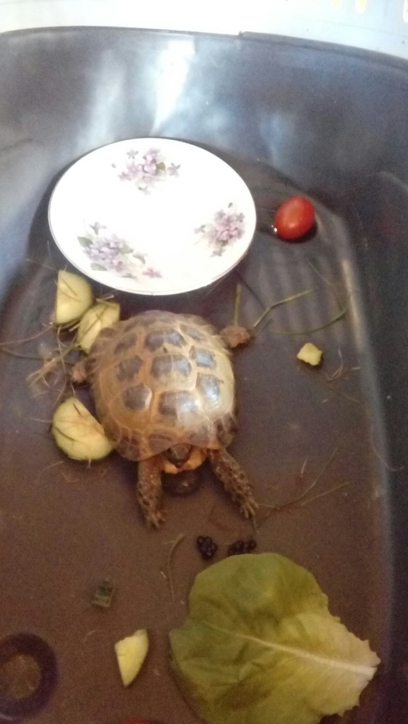 tortoise3_zpsqjbw1lpj