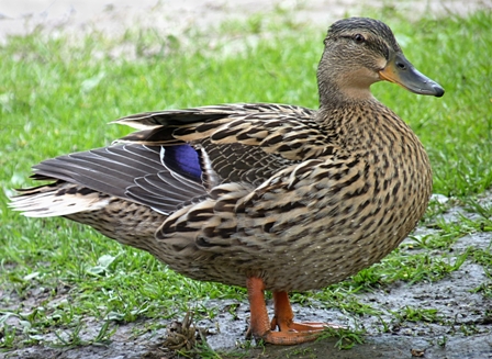 female_mallard_duck_j2