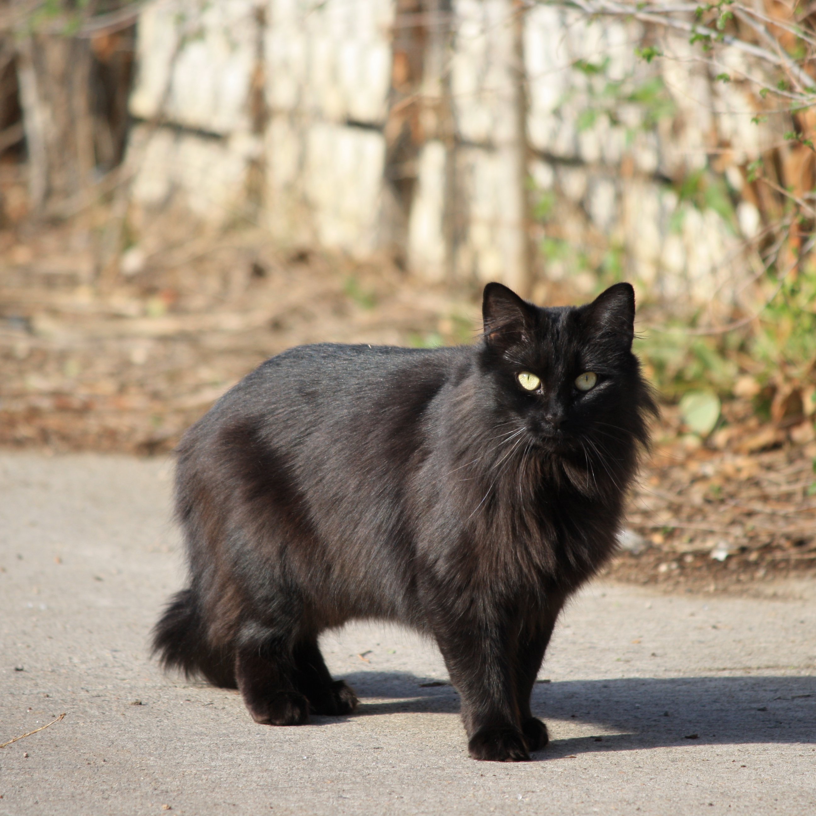 black-cat-longhaired